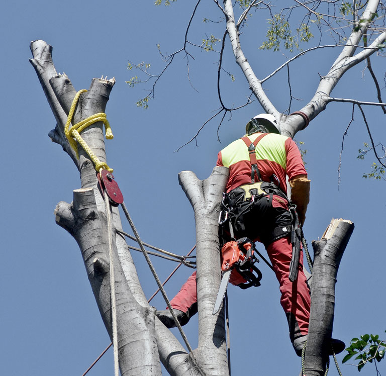 Garretts Landscaping Tree Care